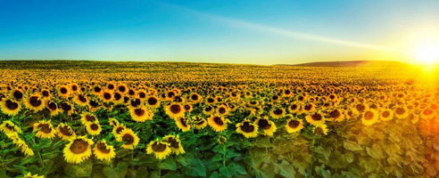 /sites/default/files/image/sunflowers.jpg