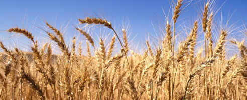/sites/default/files/image/wheat.jpg